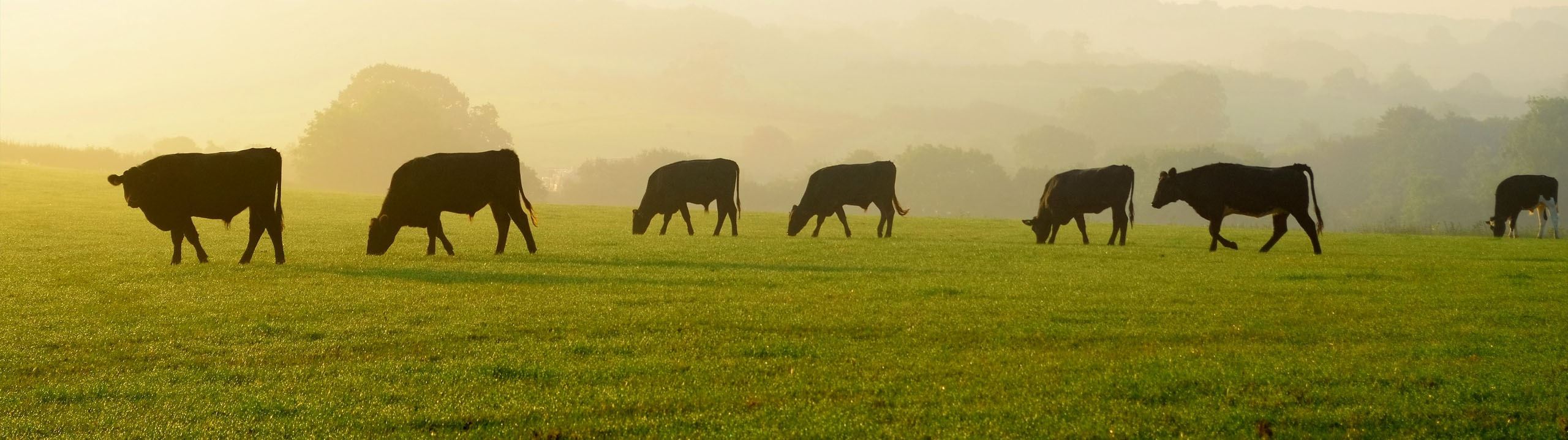 A Field of Cows Eating - Business Banking Promo
